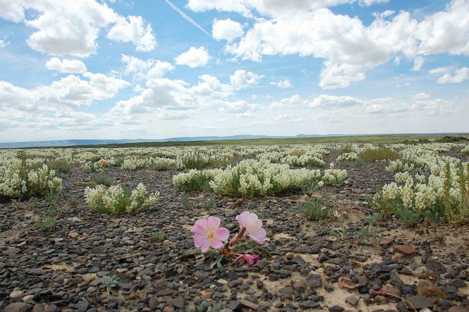 Stand Tall for Public Lands Next Week in Cheyenne