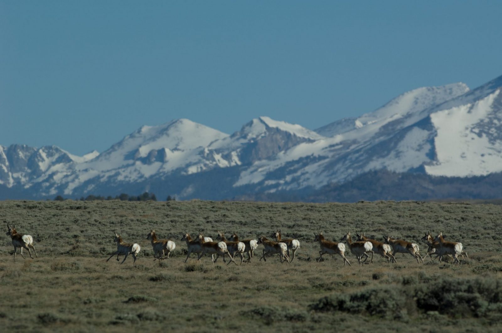 Big Game Migrations and Wilderness: See Their Connection in This New Video From Wyoming Migration Initiative