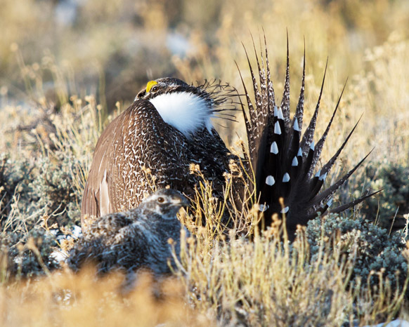 Legislative Alert: Risky business and sage-grouse