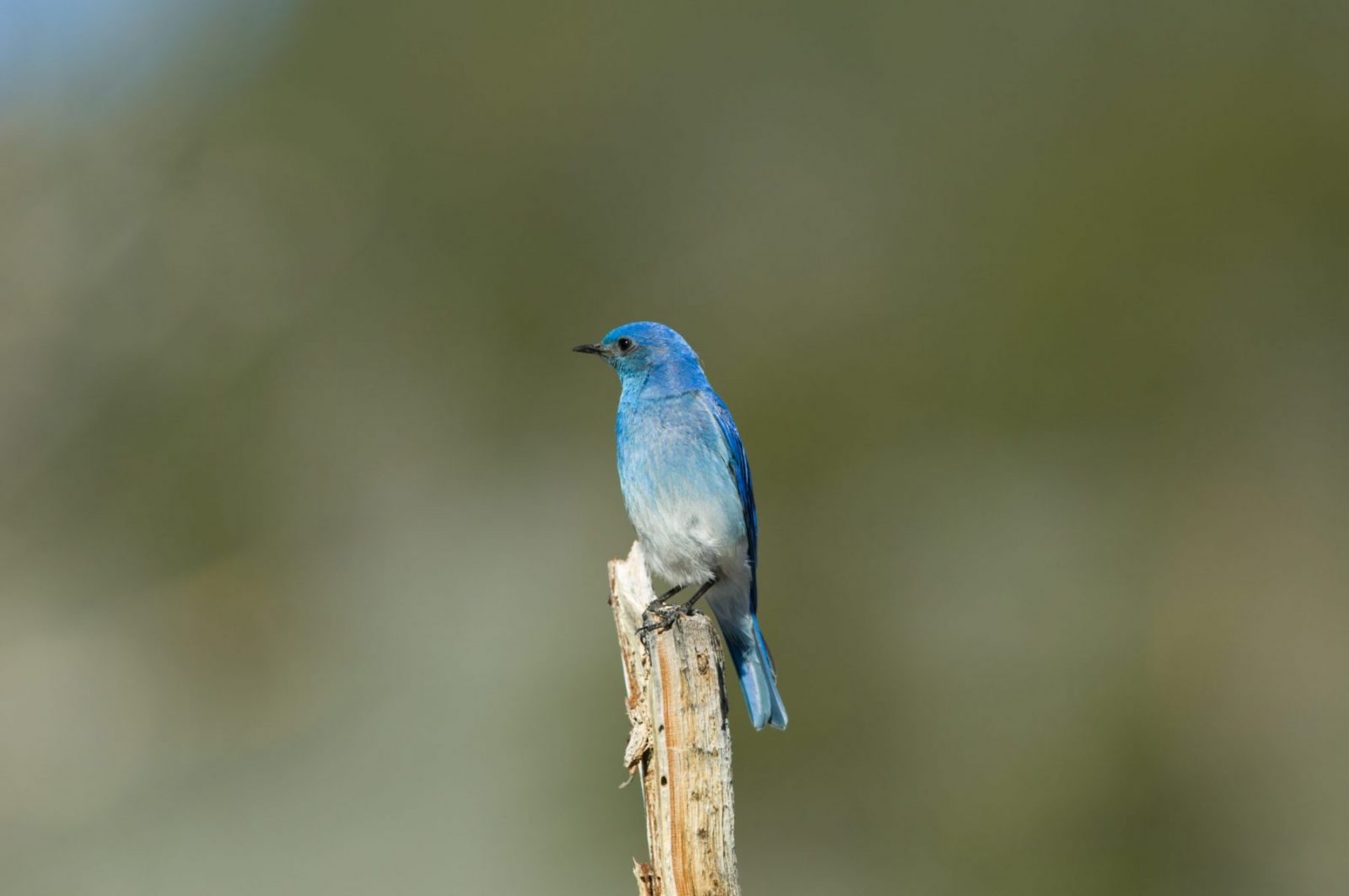 Spring and Birds Come to Wyoming