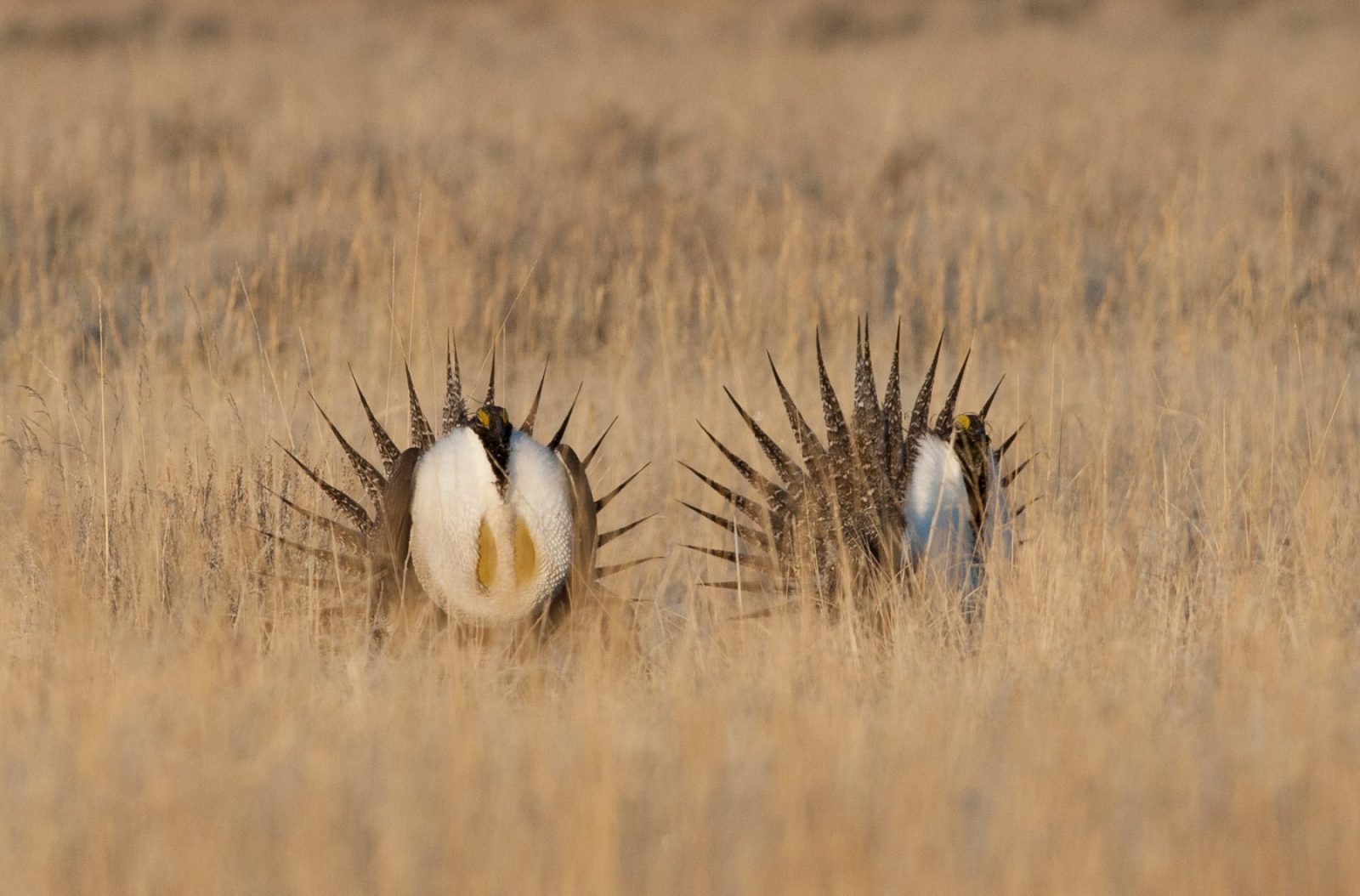 Tell the BLM to keep Wyoming wildlife habitat off the auction block