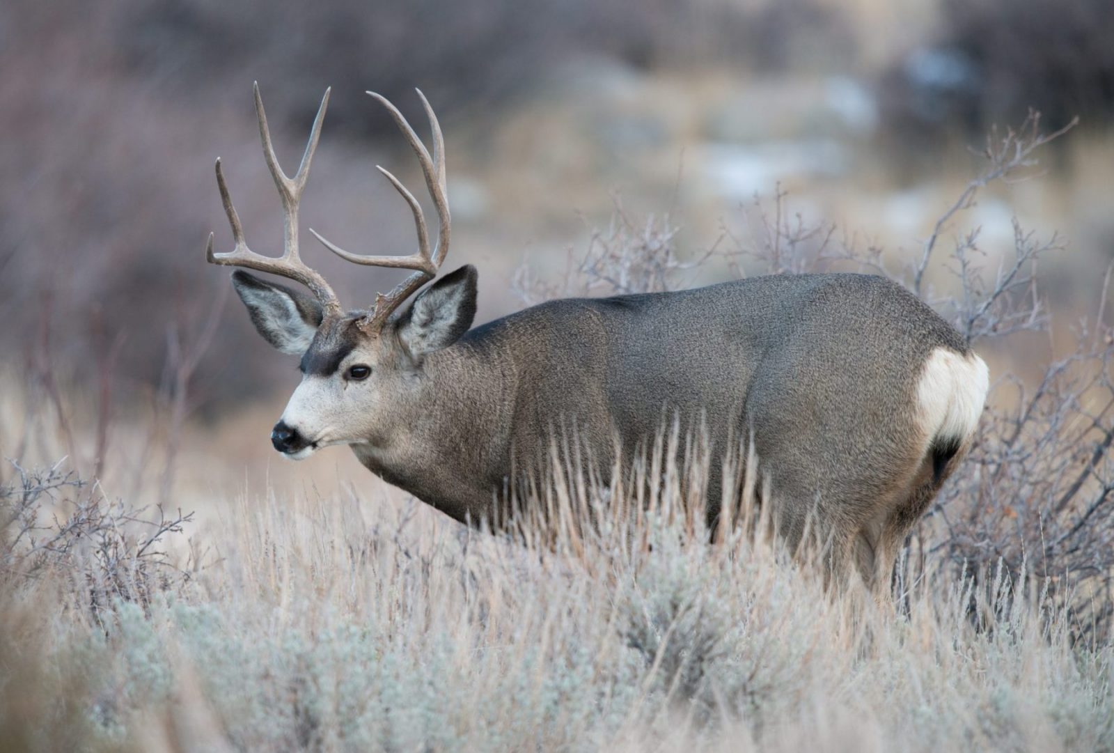 An update: our ongoing efforts to protect Wyoming’s migration corridors