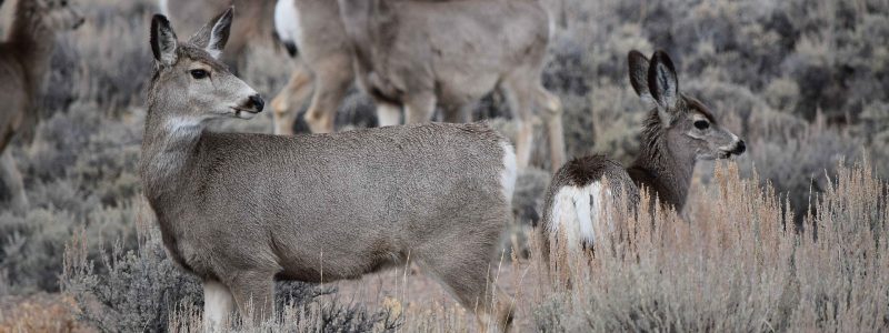 Herd of mule deer in sagebrush landscape