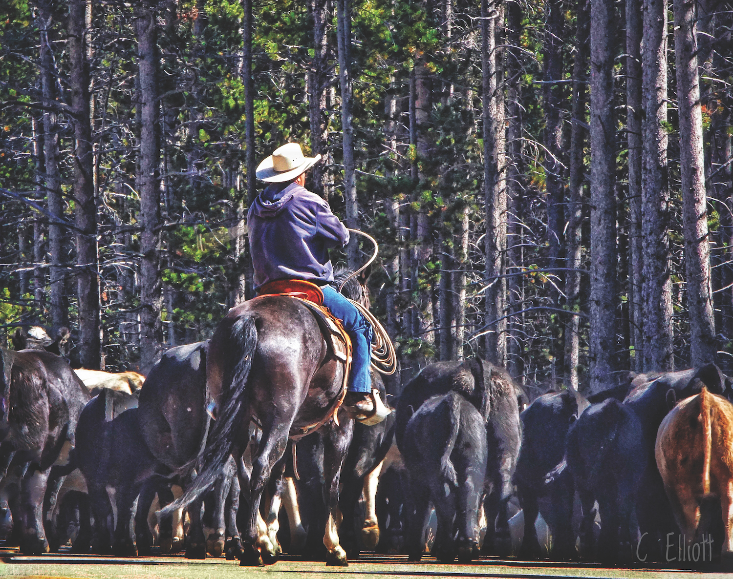 Story behind the photo: “Cattle Drive” by Cheryl Elliott