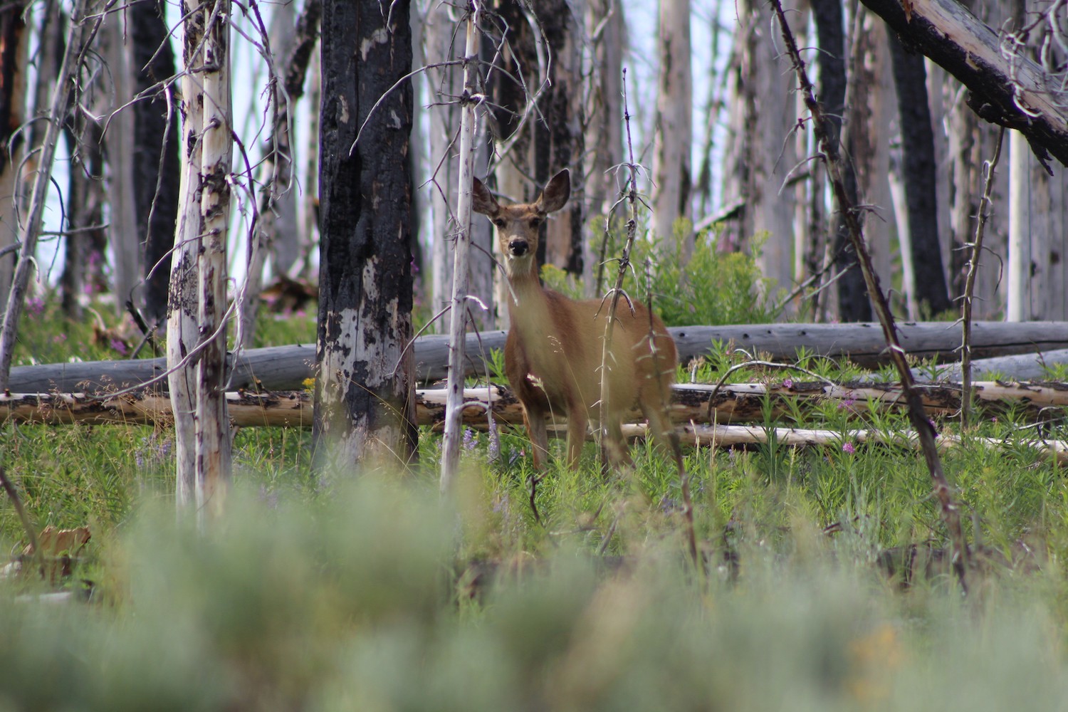 We’re on the move to support our migratory mule deer