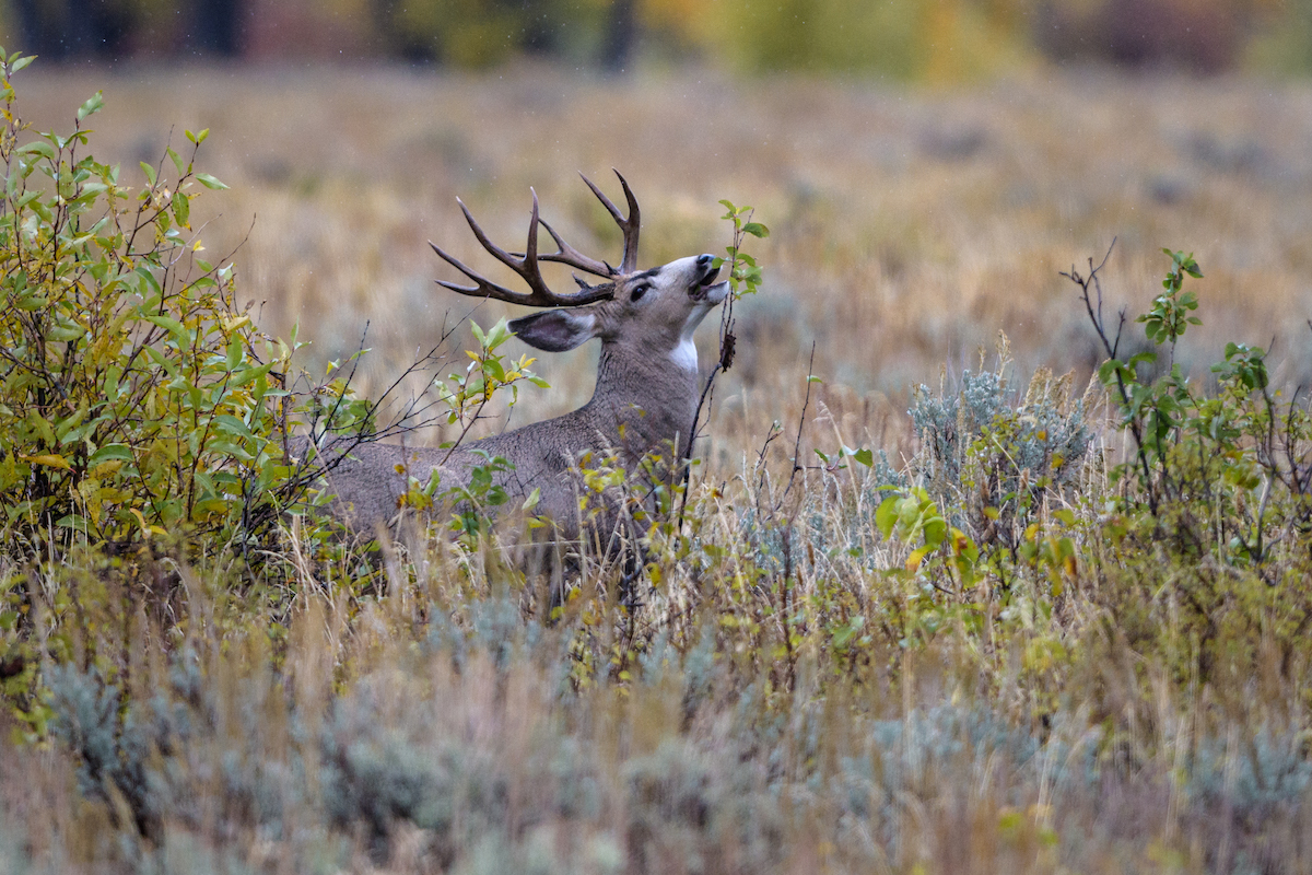 Story behind the photo: “Mule Deer Buck” by Debbie Tubridy