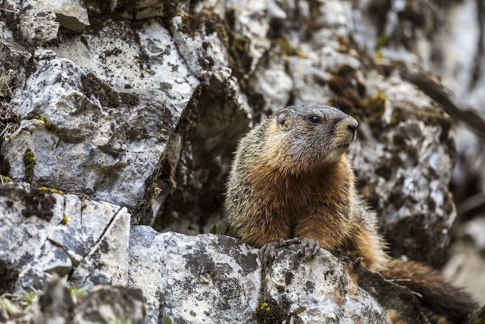 Story behind the photos: “Lincoln’s sparrow” and “Marmot” by Sean McKinley