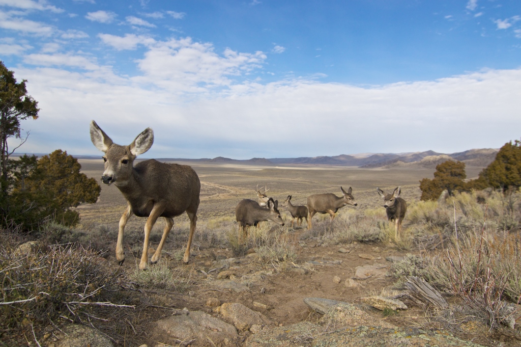 Wyoming poised to safeguard big game migrations