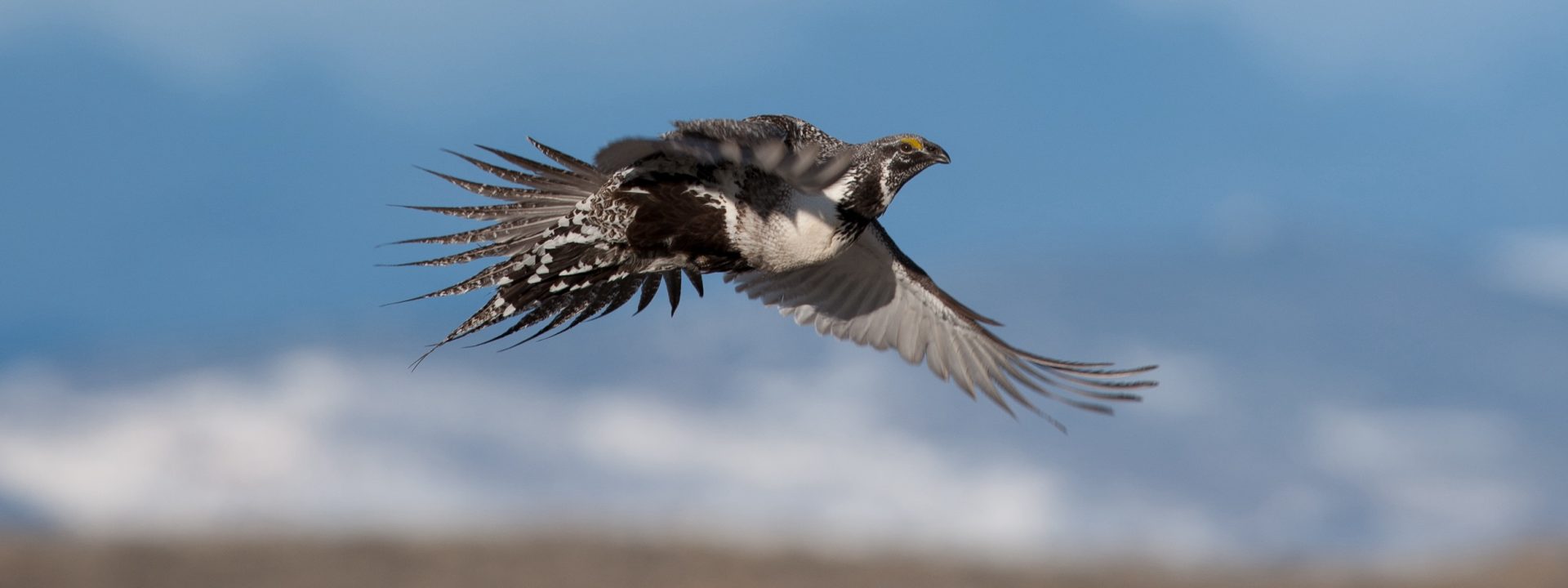 Enhancing Protections for the Sage-Grouse: A Pivotal Moment for Conservation